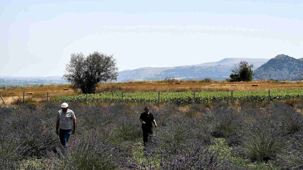Emekli oldu baba mirası tarlayı mor vahaya çevirdi